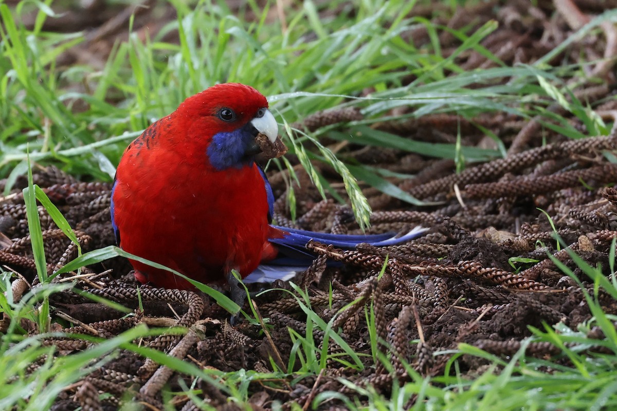 Crimson Rosella - ML490814271