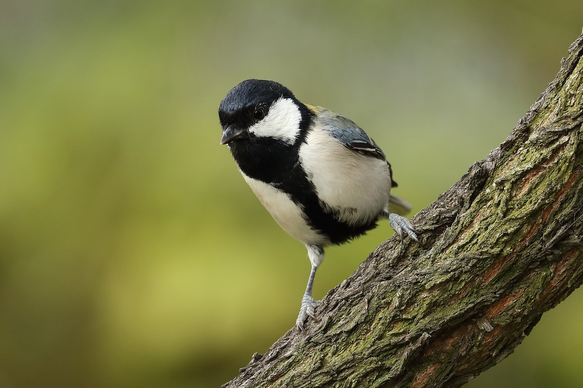 Japanese Tit - Todd Burrows