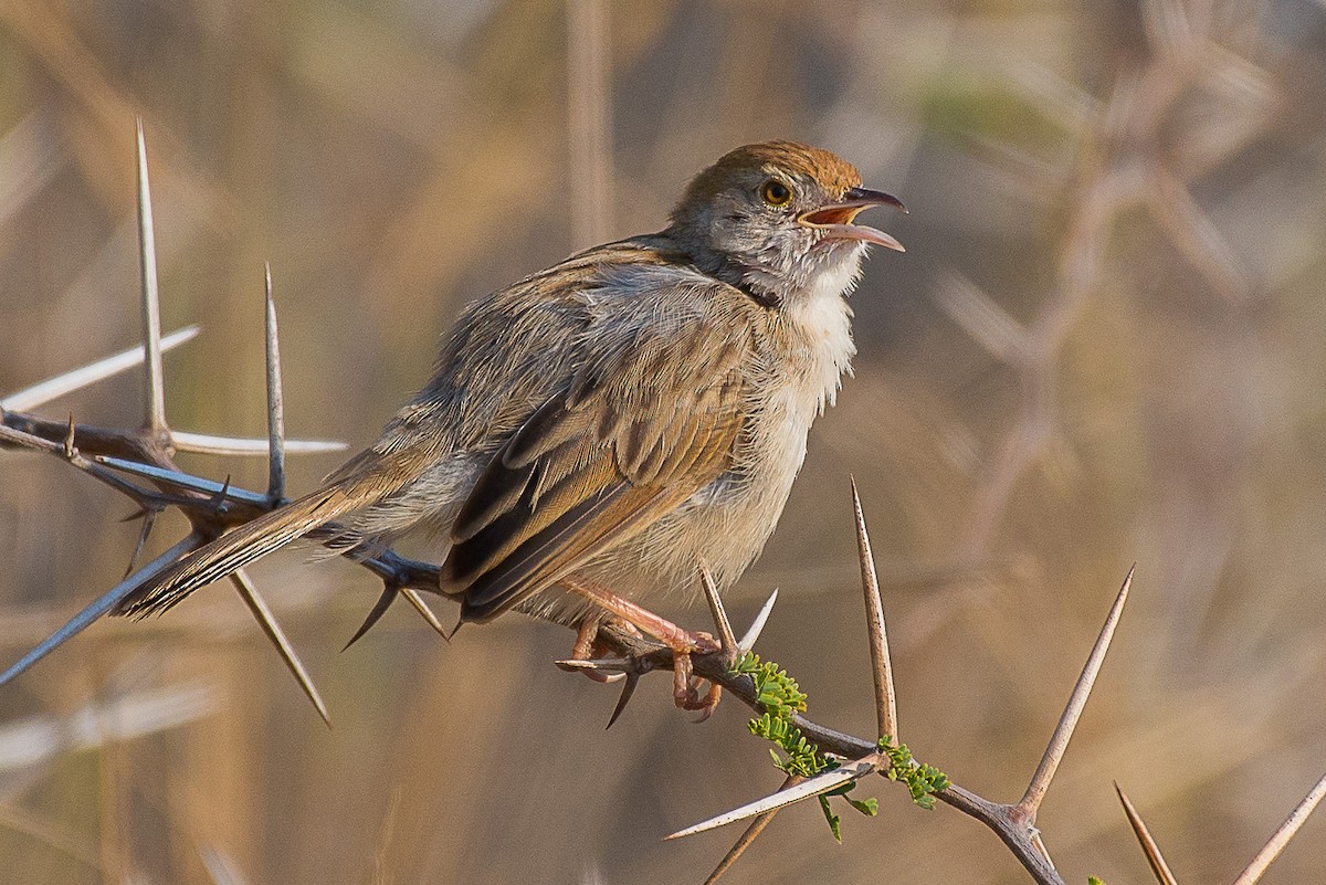 Rattling Cisticola - ML490814961