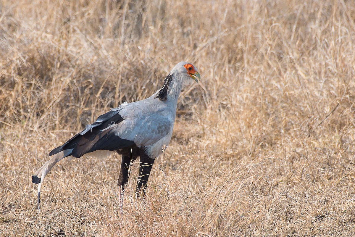 Secretarybird - ML490815241