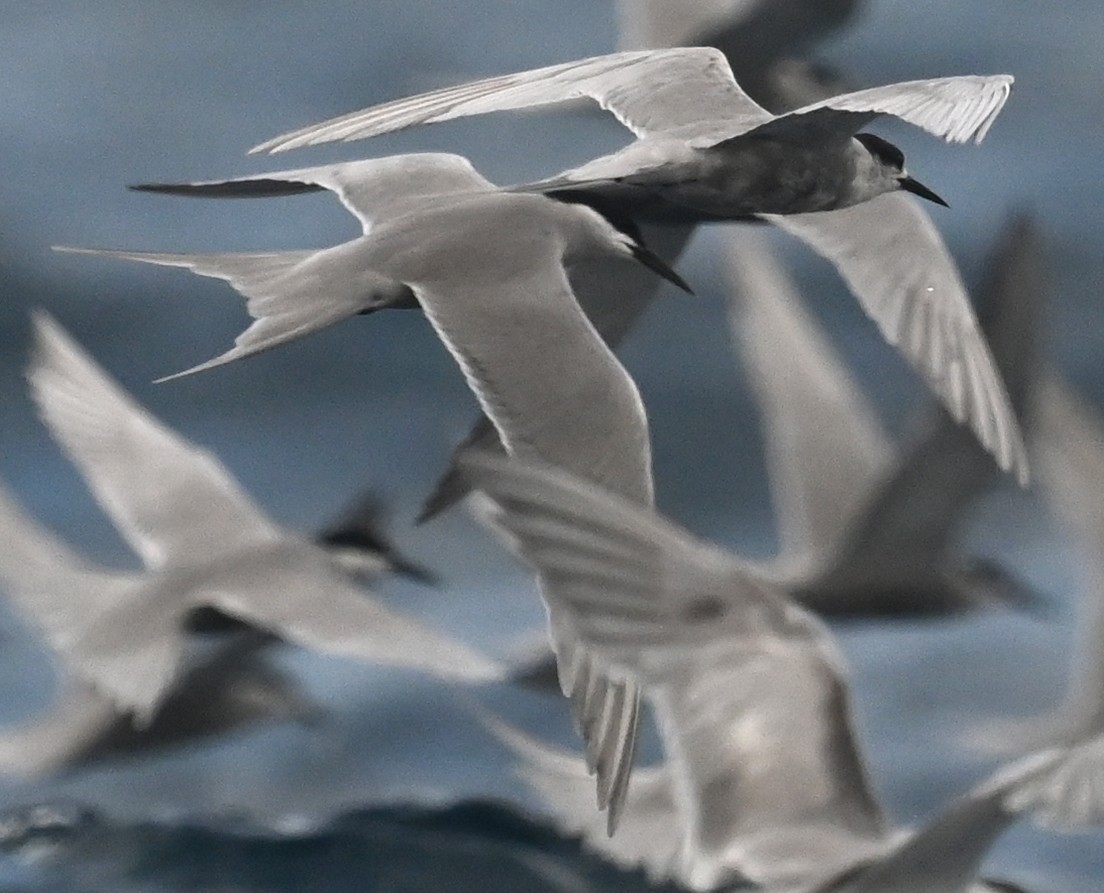 White-cheeked Tern - ML490815421