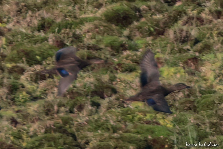 American Black Duck - ML490815501