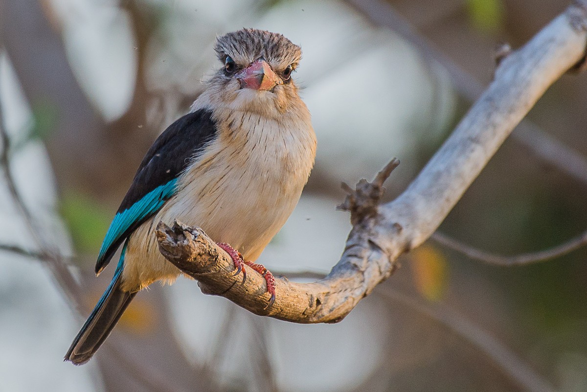 Brown-hooded Kingfisher - Anonymous