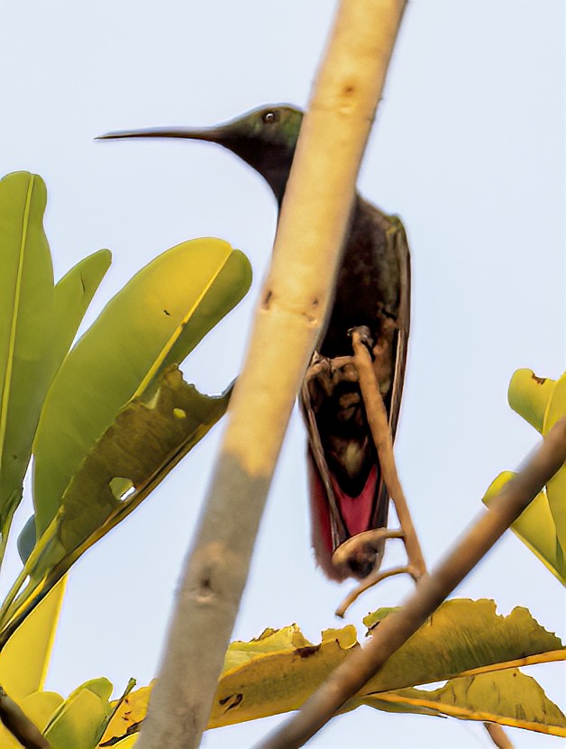 kolibřík tropický - ML490816311