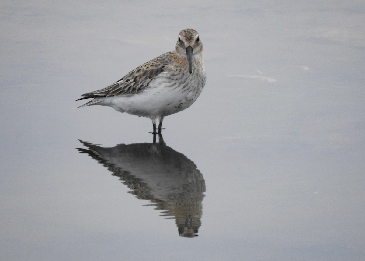 Dunlin - ML490816581