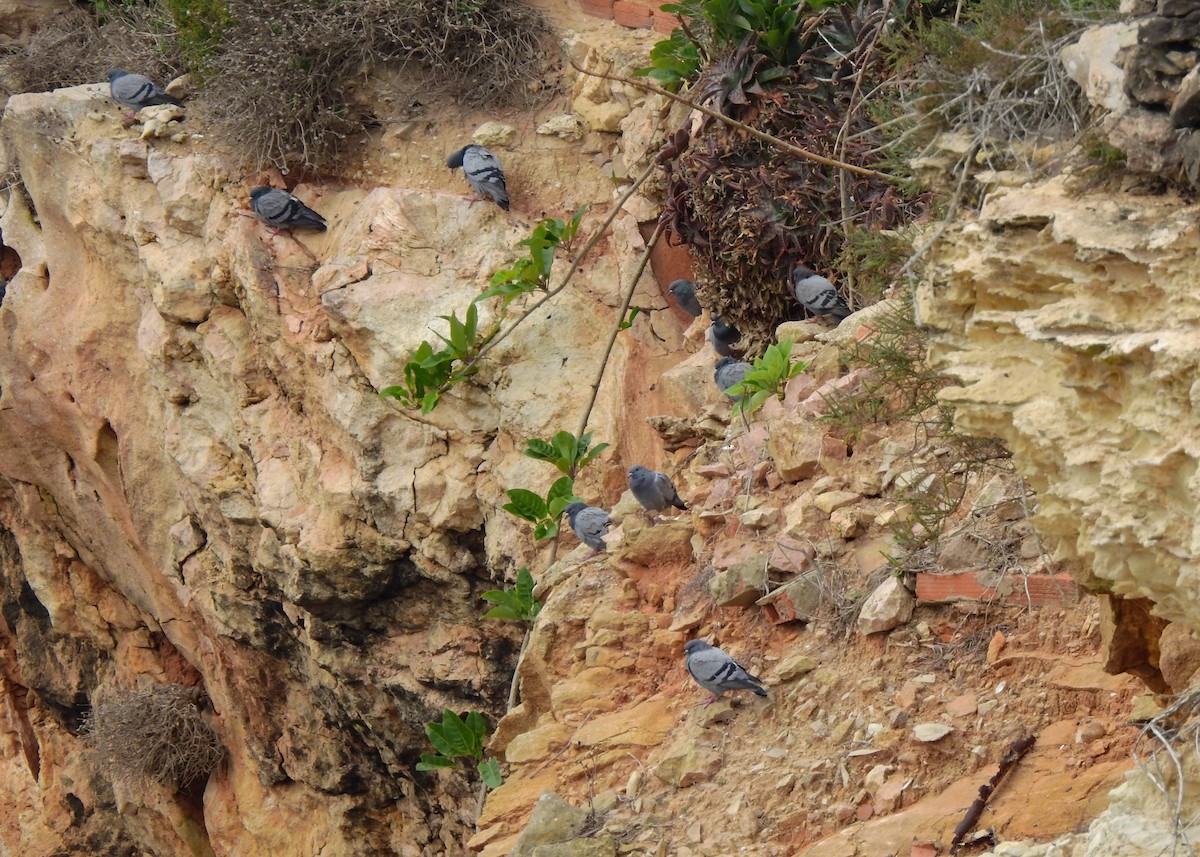 Rock Pigeon (Wild type) - ML490816721