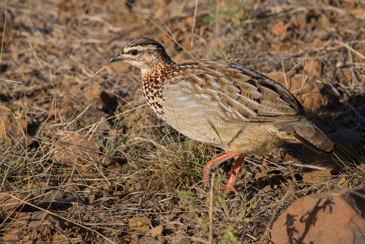 Crested Francolin - ML490816881