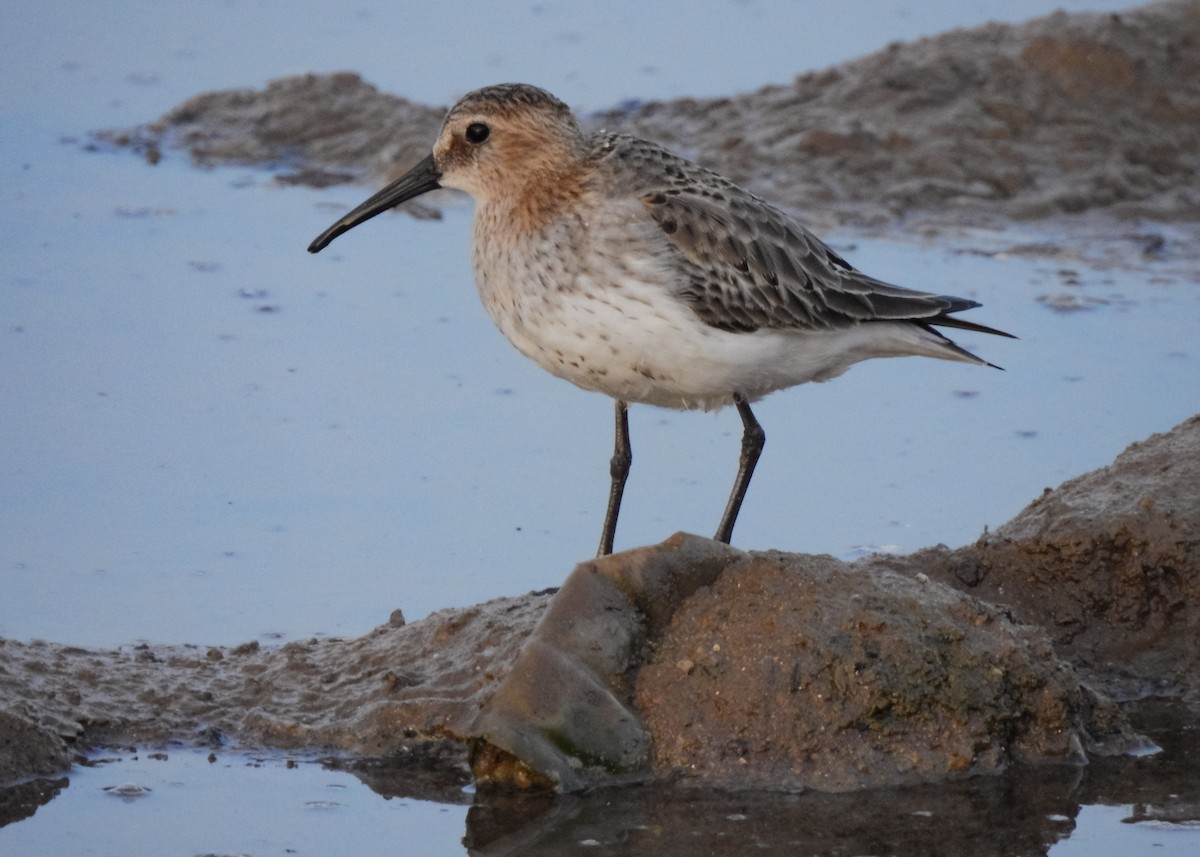 Dunlin - ML490817071