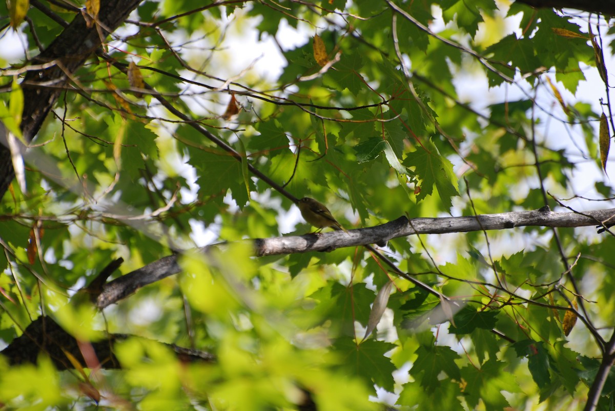 Ruby-crowned Kinglet - ML490817231