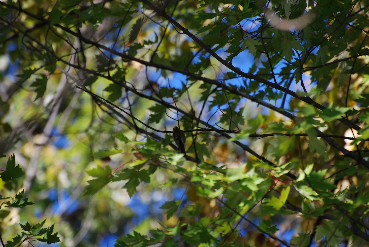 Golden-crowned Kinglet - ML490817271