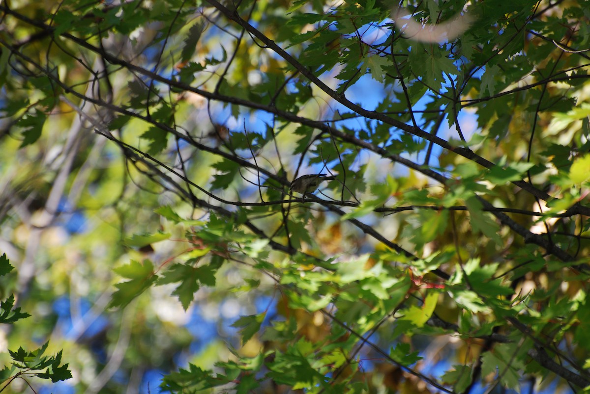 Golden-crowned Kinglet - ML490817281
