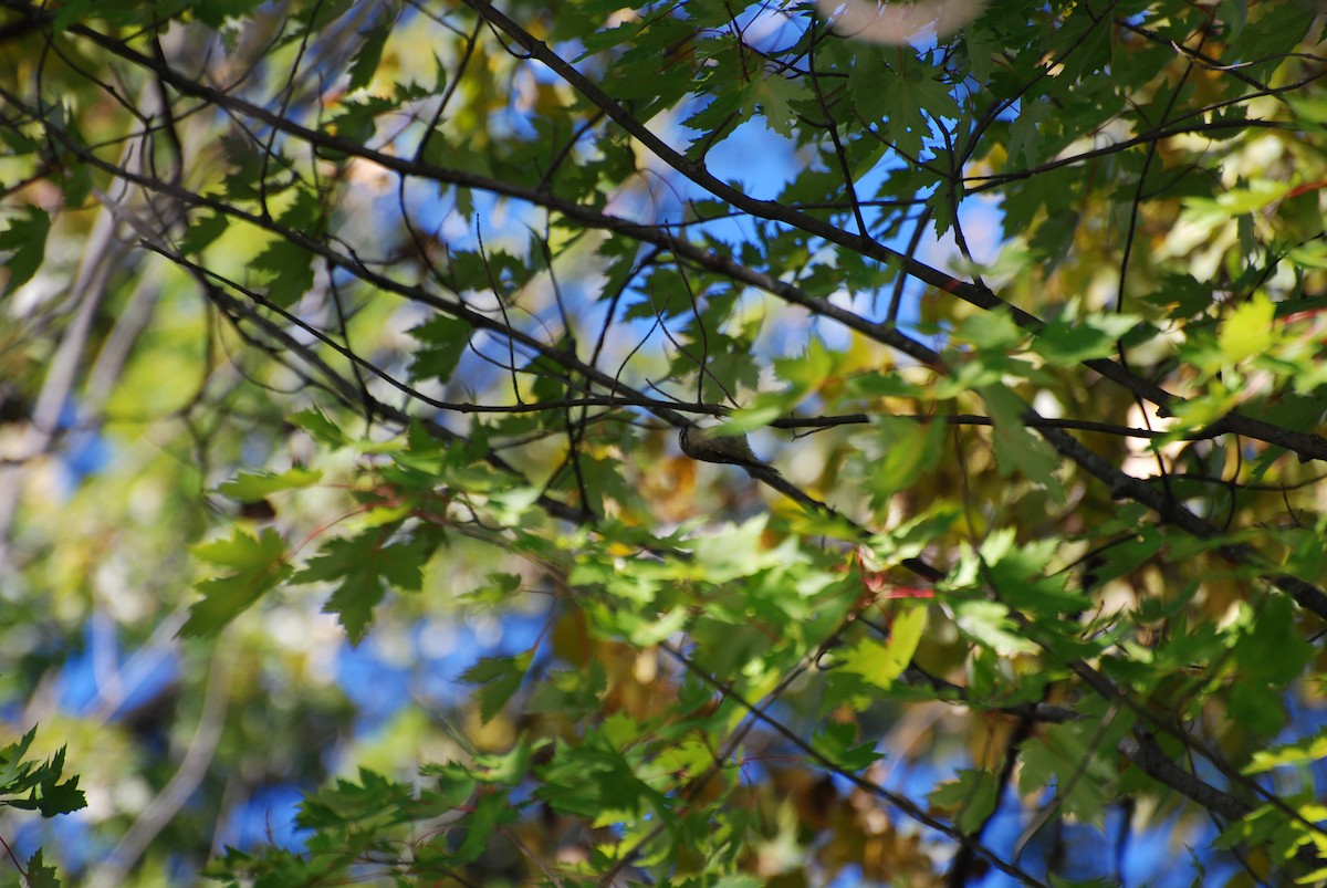 Golden-crowned Kinglet - ML490817291