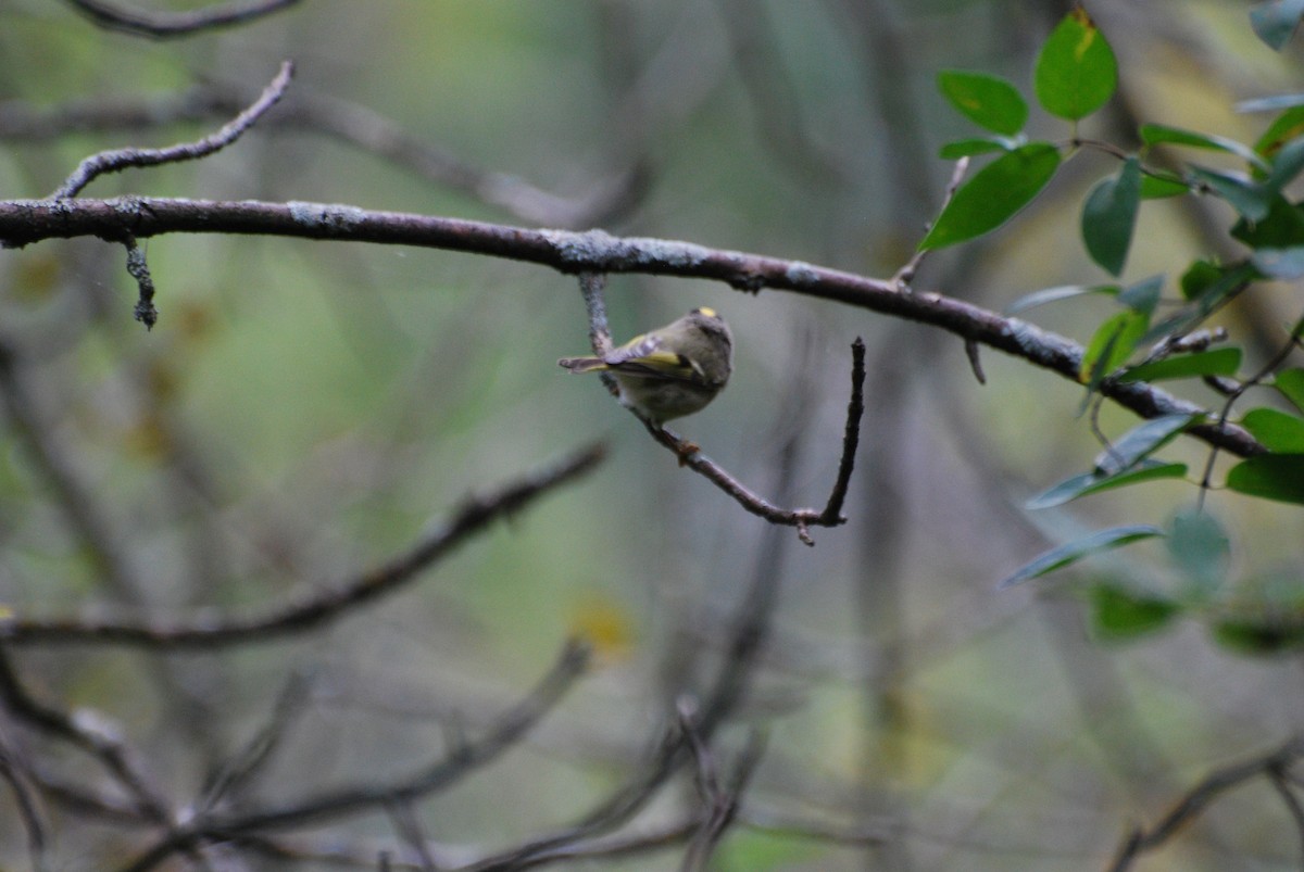 Golden-crowned Kinglet - ML490817311