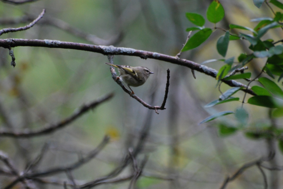 Golden-crowned Kinglet - ML490817321