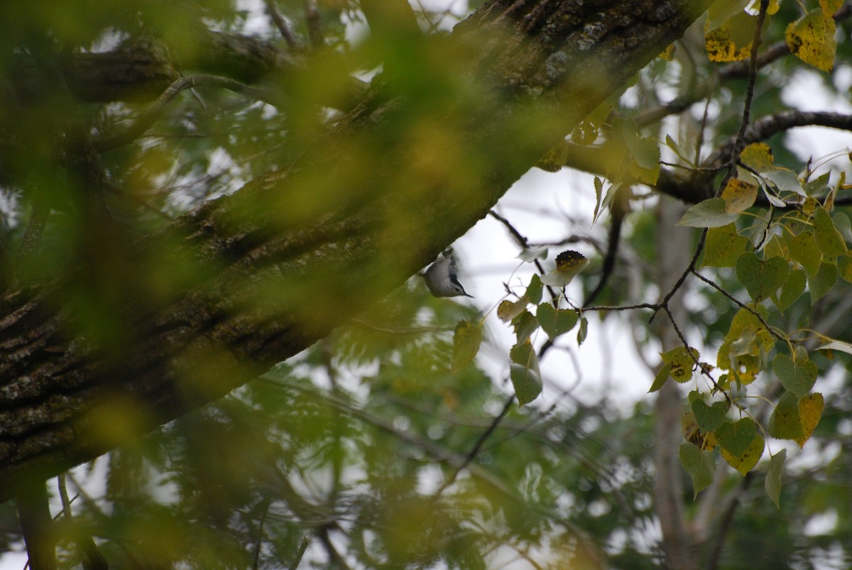 White-breasted Nuthatch - ML490817341