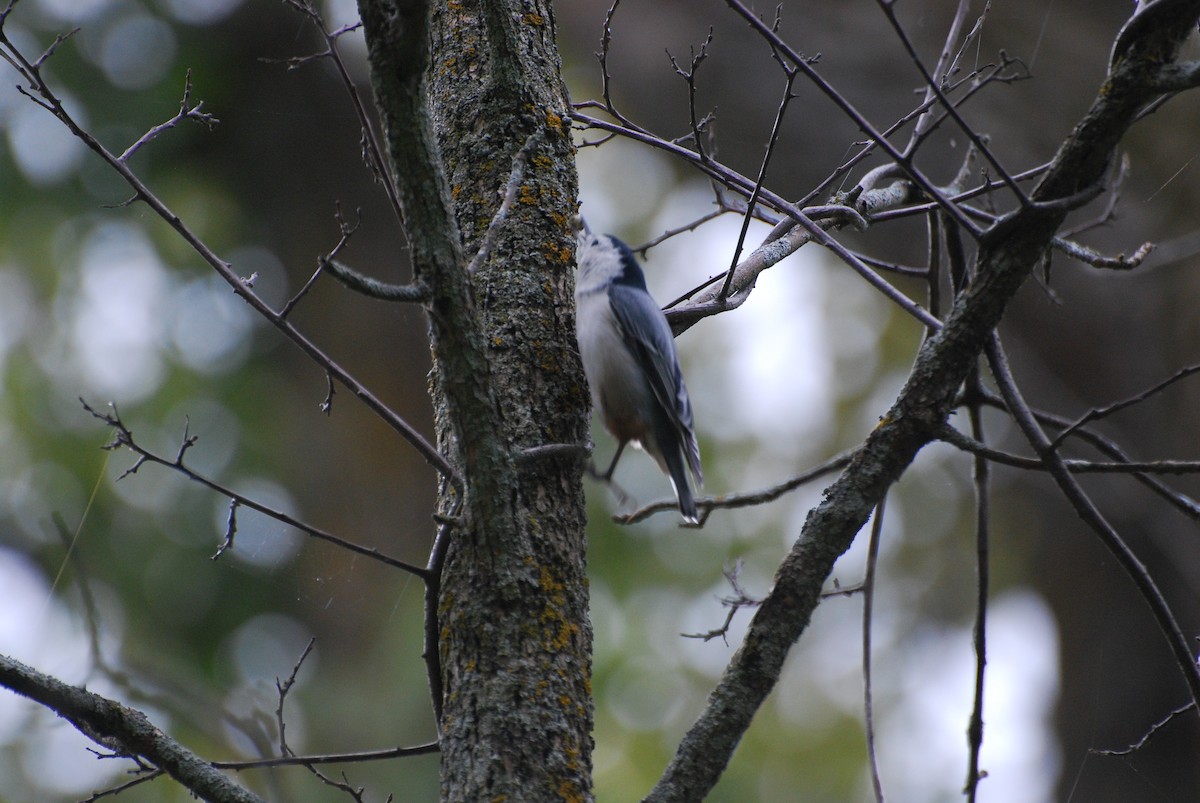 White-breasted Nuthatch - ML490817351