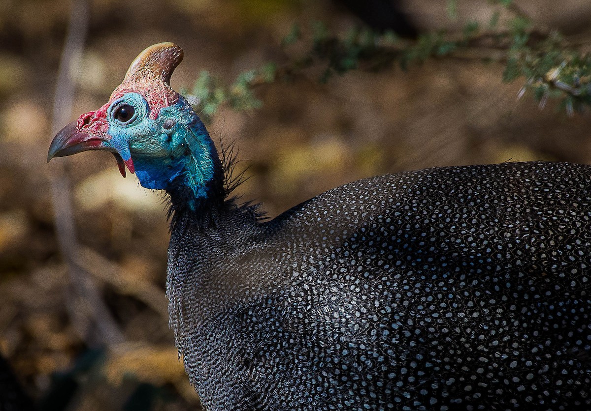 Helmeted Guineafowl - ML490817991