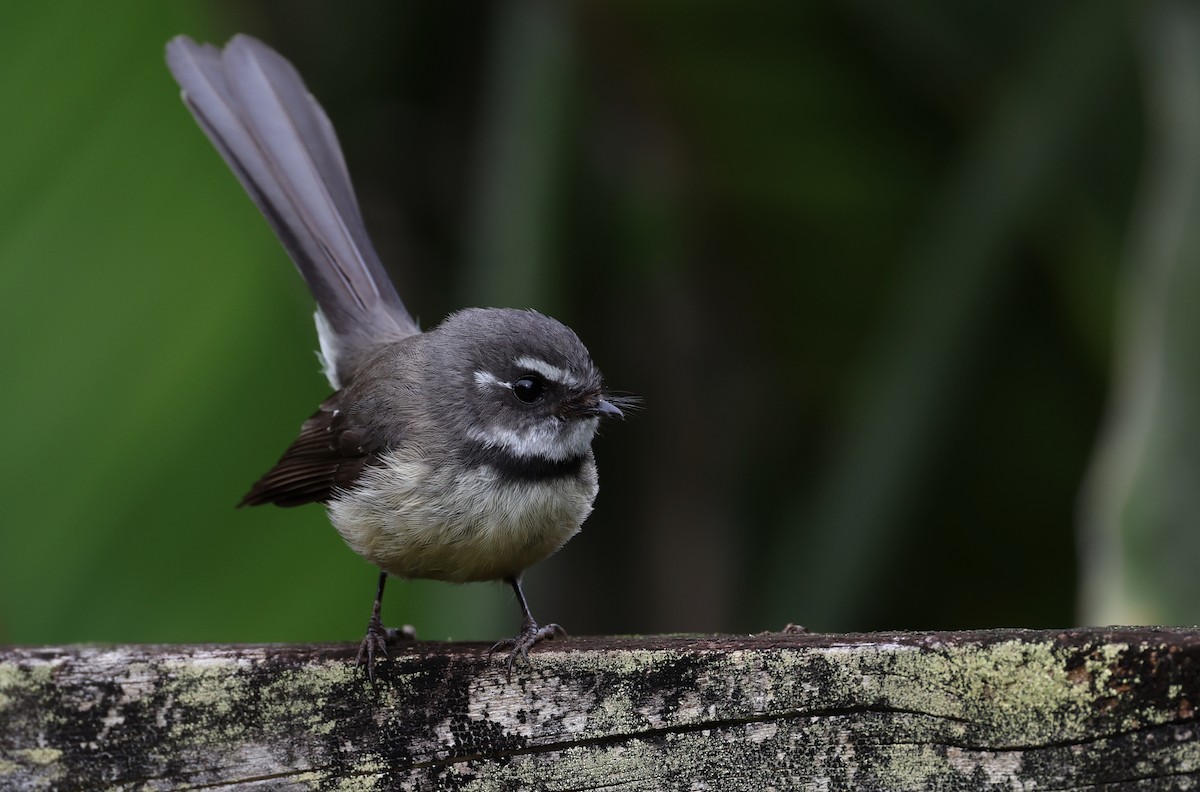 Gray Fantail - ML490818261