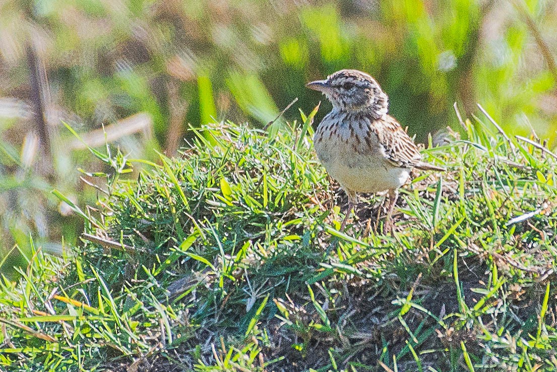 Sabota Lark - ML490818281