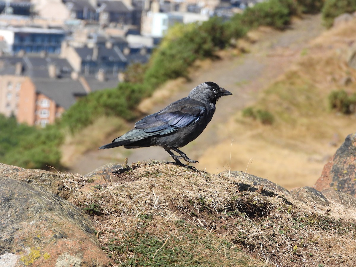 Eurasian Jackdaw - ML490818351