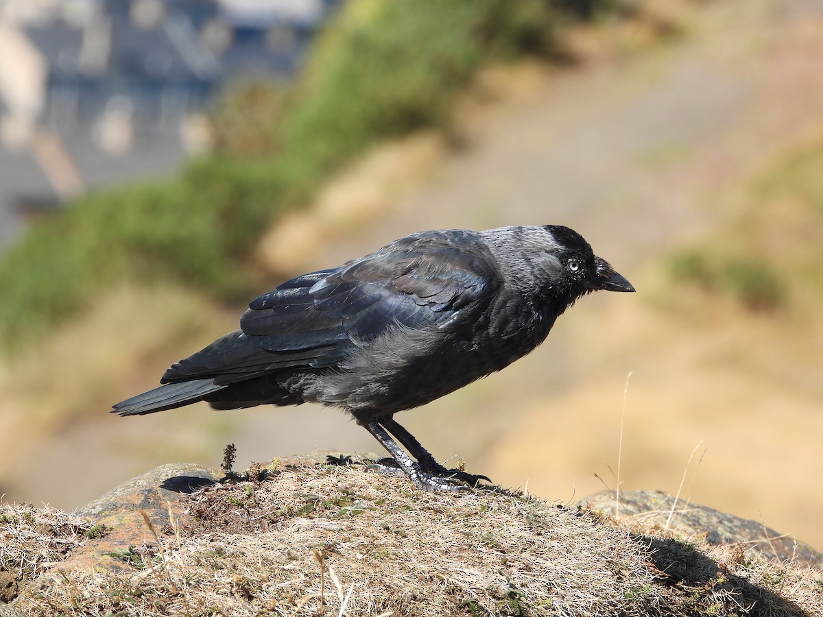 Eurasian Jackdaw - ML490818361