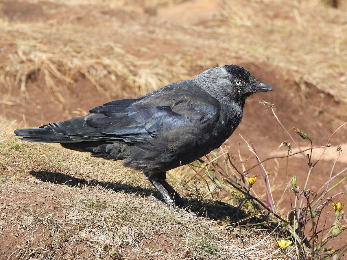 Eurasian Jackdaw - ML490818381