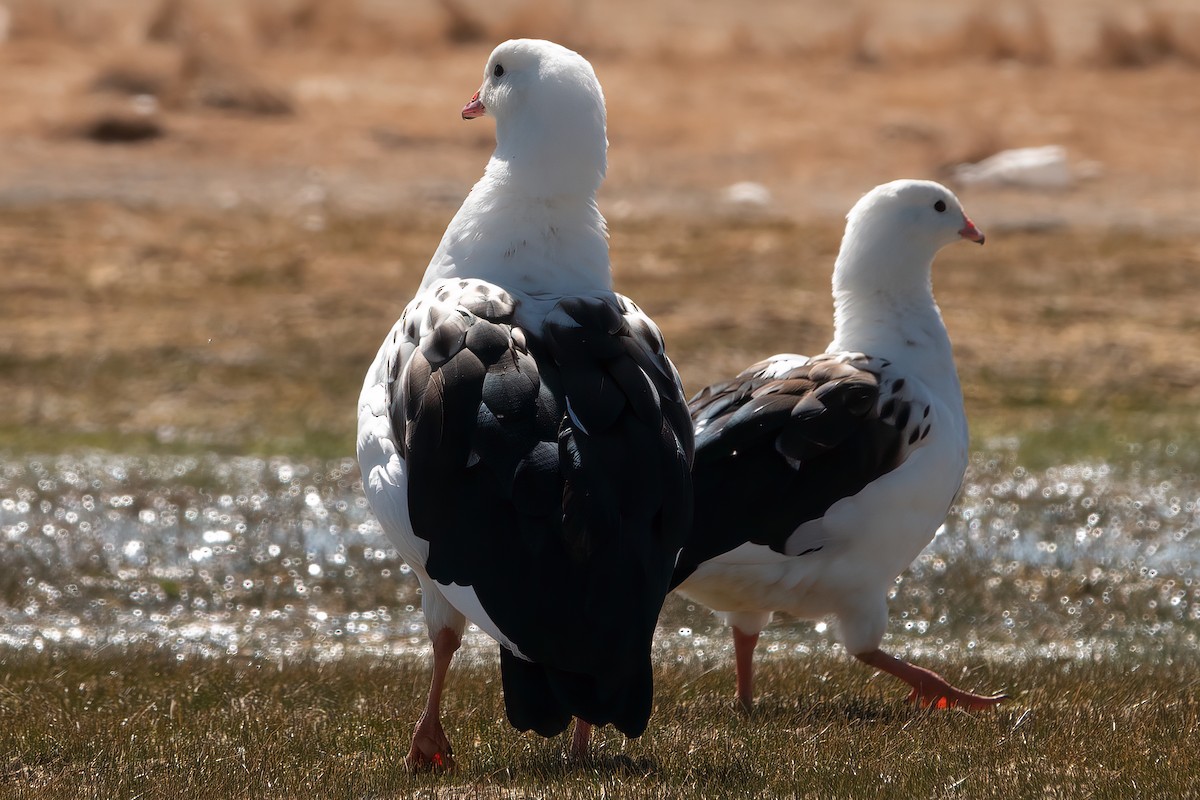 Andean Goose - ML490818461