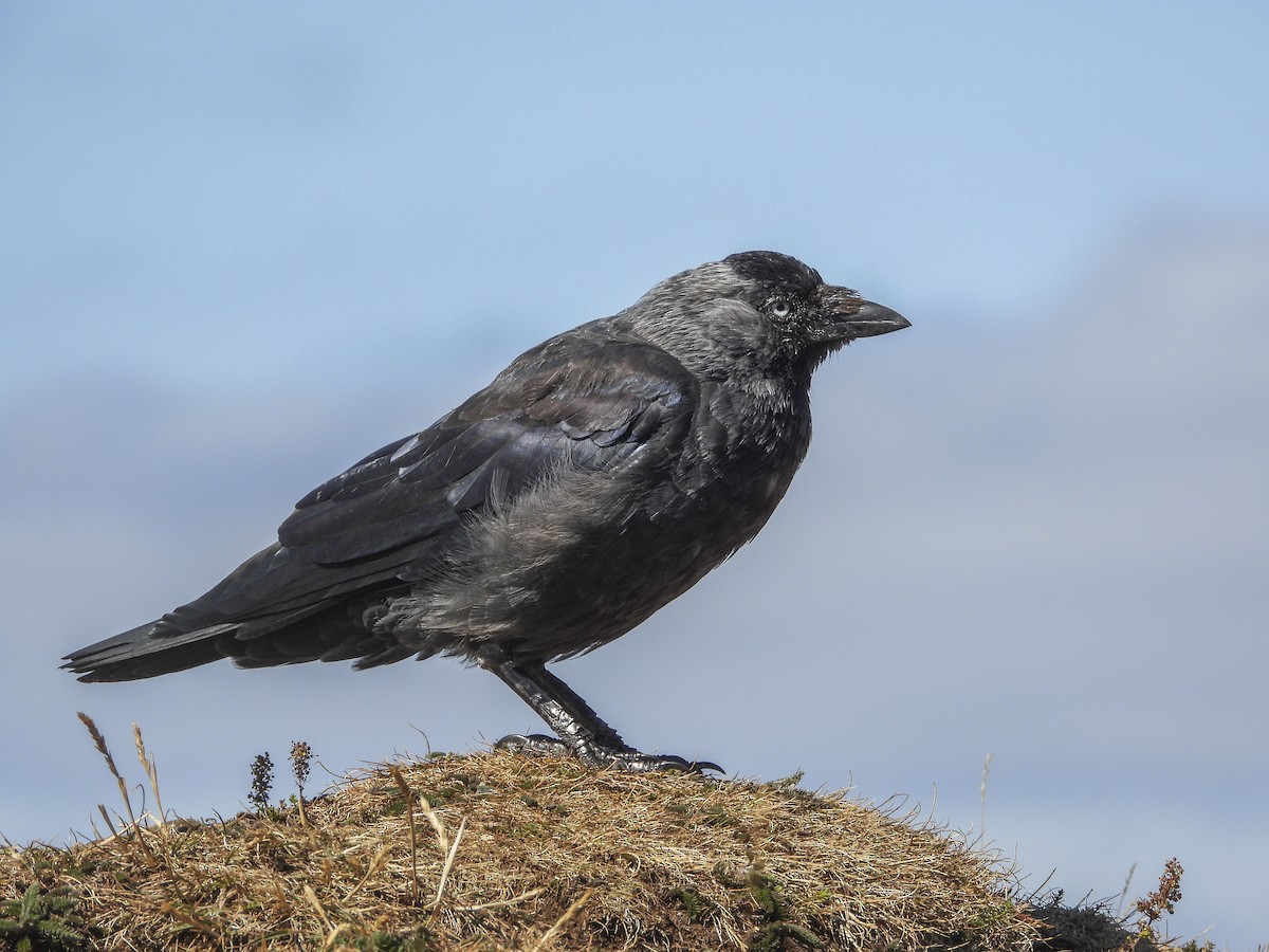 Eurasian Jackdaw - ML490818511