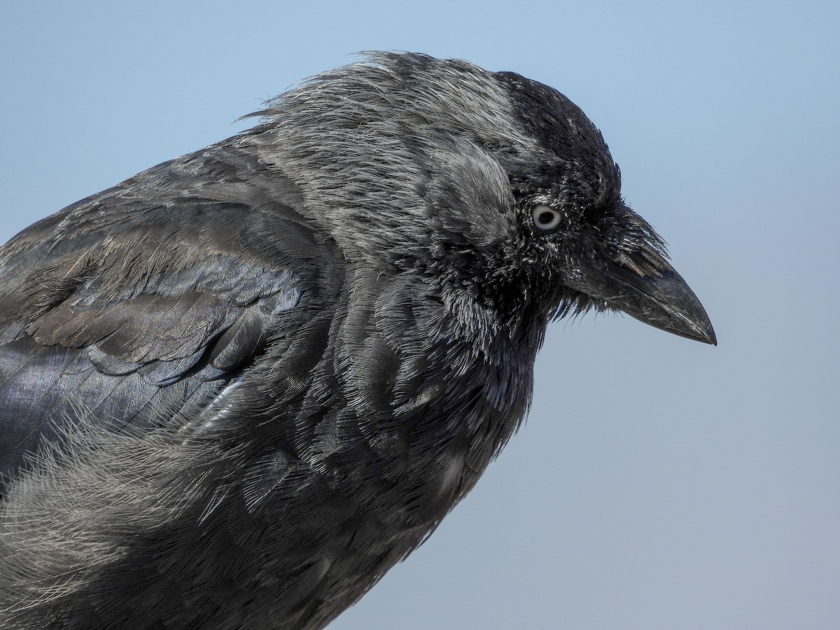 Eurasian Jackdaw - ML490818521