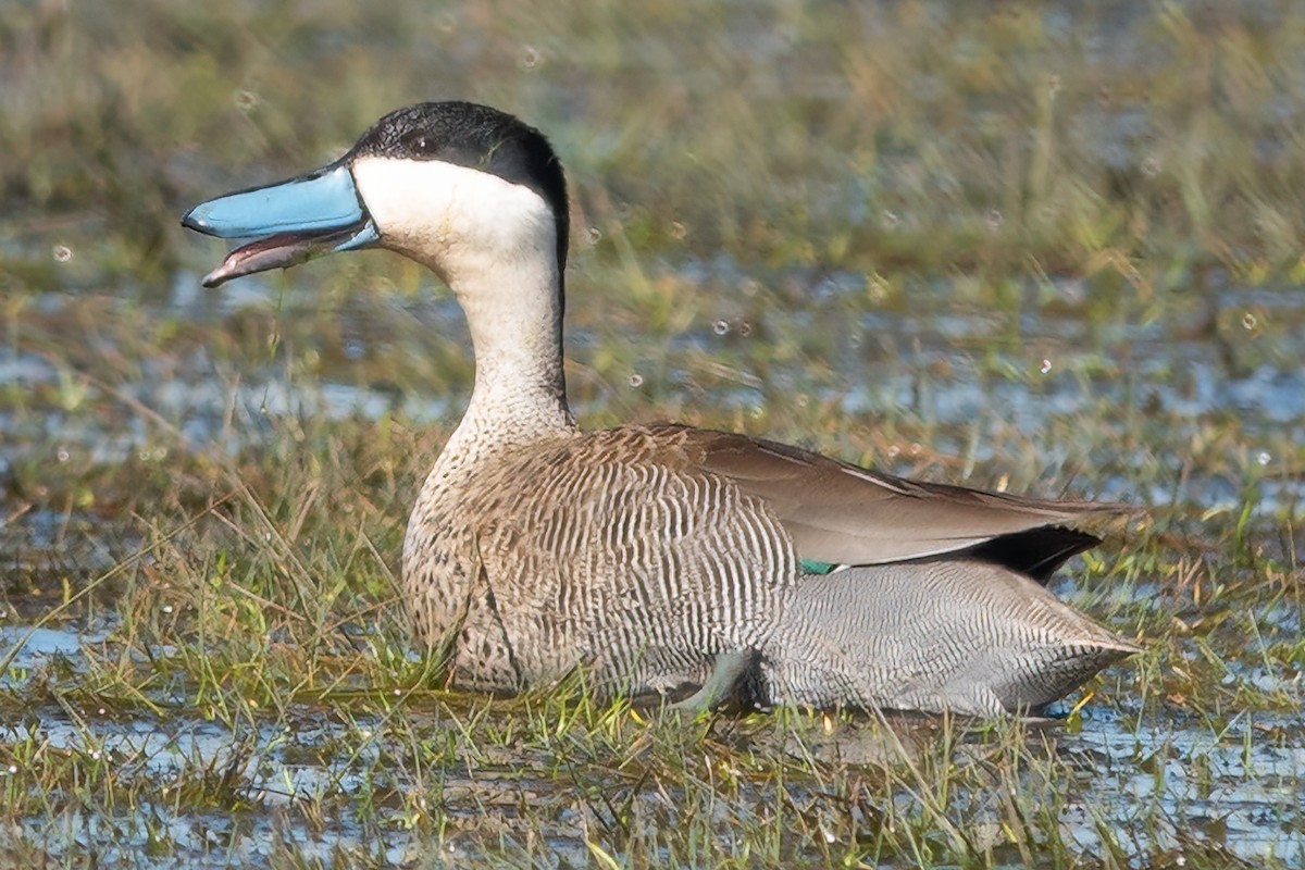 Puna Teal - ML490818541