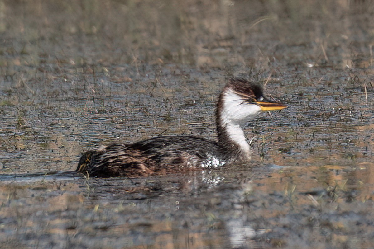 Titicaca Grebe - ML490818571