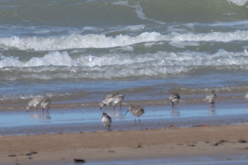 Asian Dowitcher - ML490818581