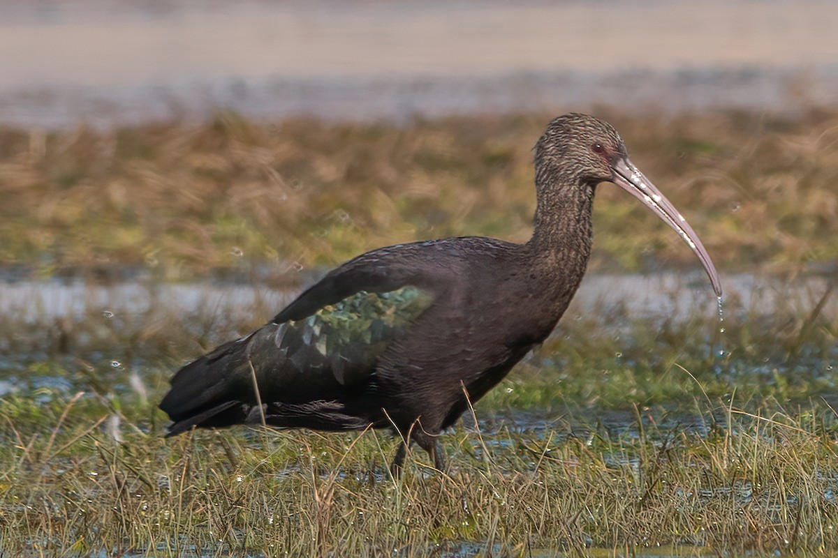 Puna Ibis - Clive Oldham