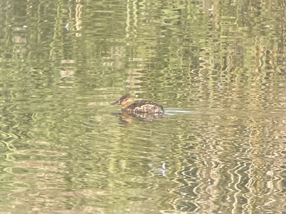 Ruddy Duck - ML490818801