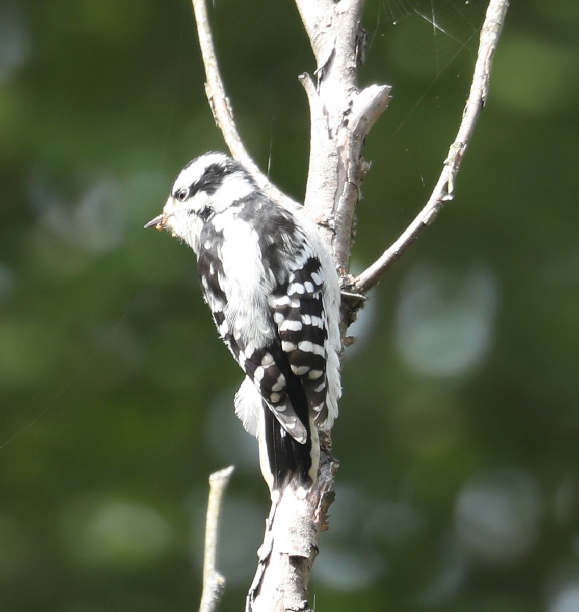 Downy Woodpecker (Eastern) - ML490818861