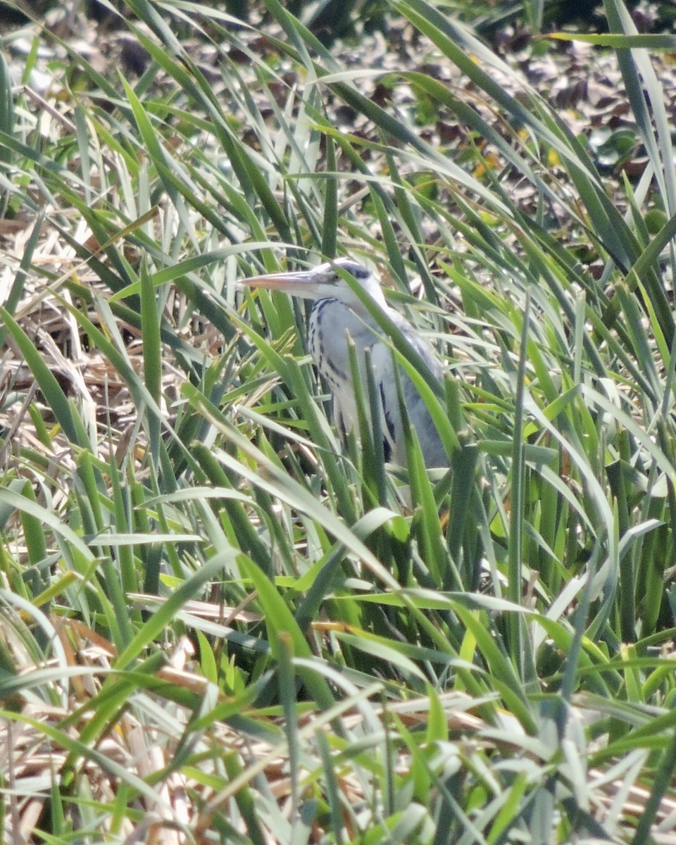 Gray Heron - ML490818871