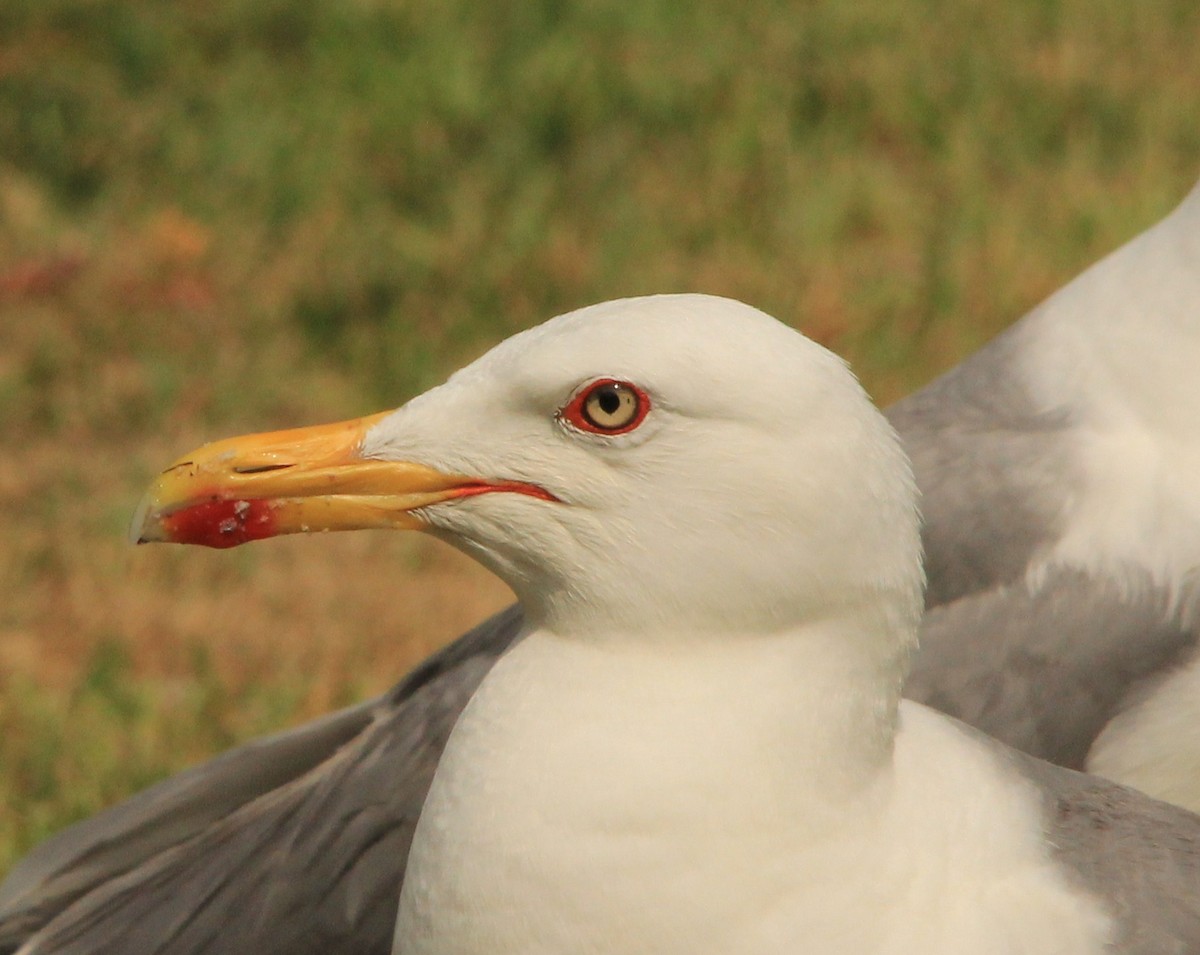 Yellow-legged Gull - ML490819211