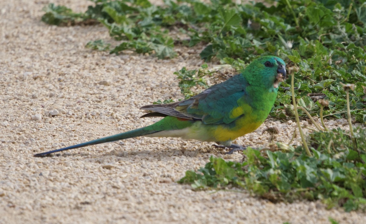 Red-rumped Parrot - ML490819221