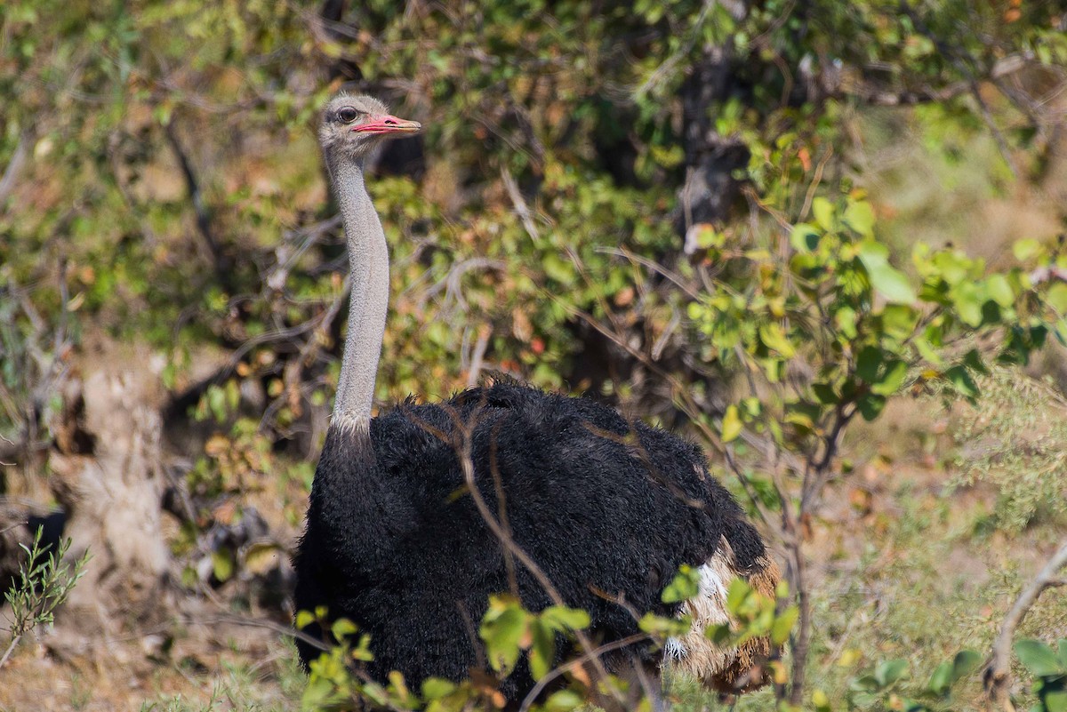 Common Ostrich - ML490819231