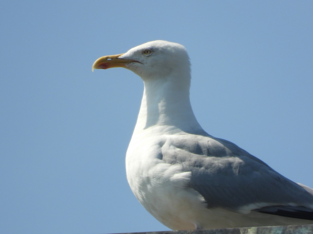 Herring Gull (European) - ML490819281