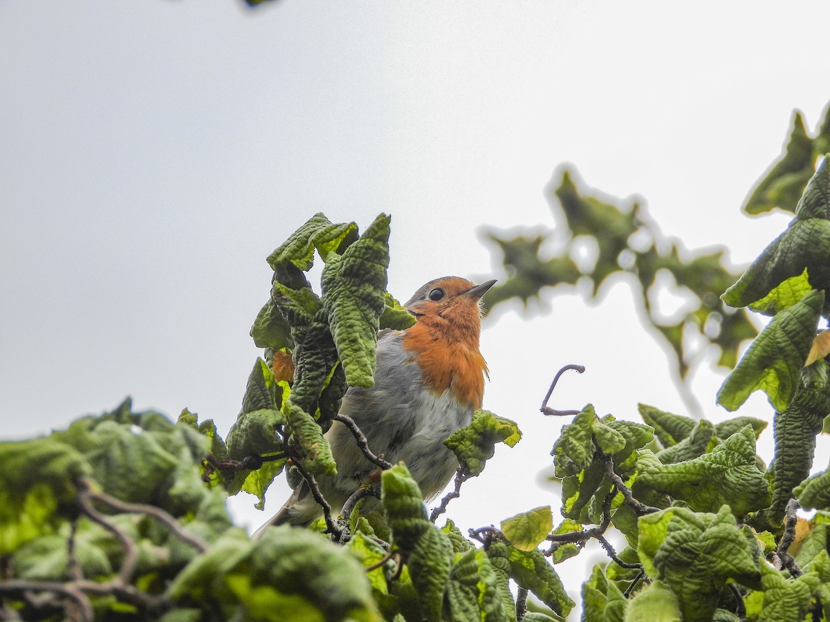 European Robin - ML490819291