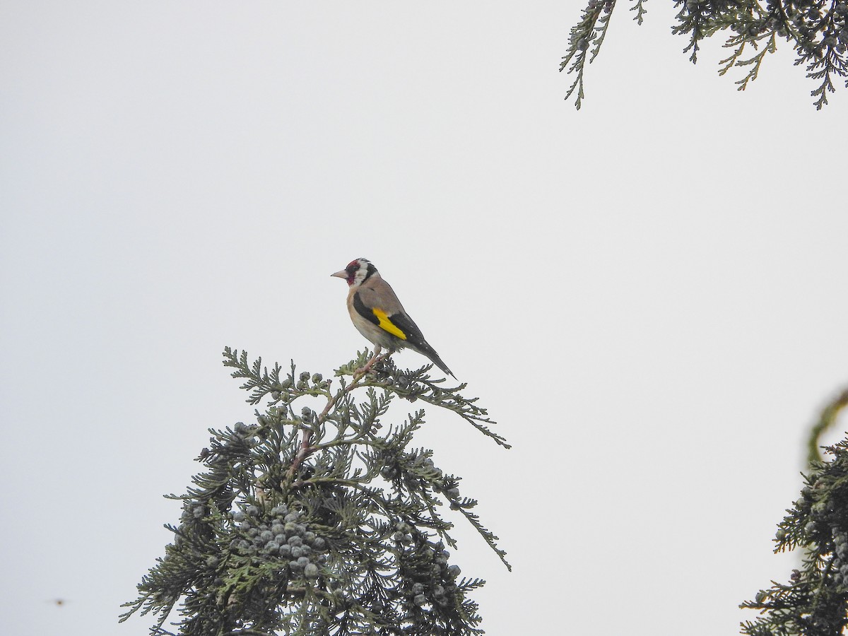 European Goldfinch (European) - ML490819301
