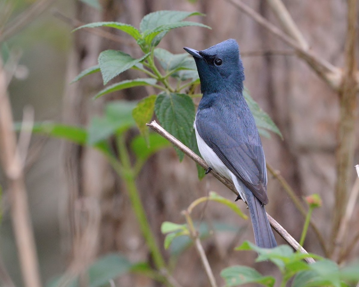 Leaden Flycatcher - ML490819431