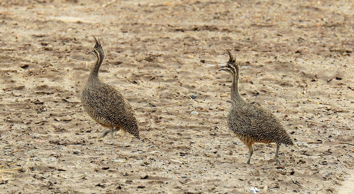 Elegant Crested-Tinamou - ML49082051