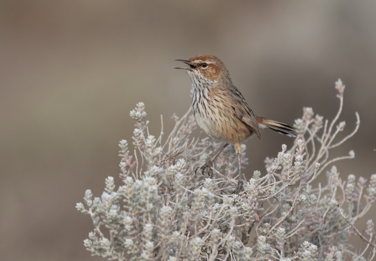 Rufous Fieldwren - David Ongley