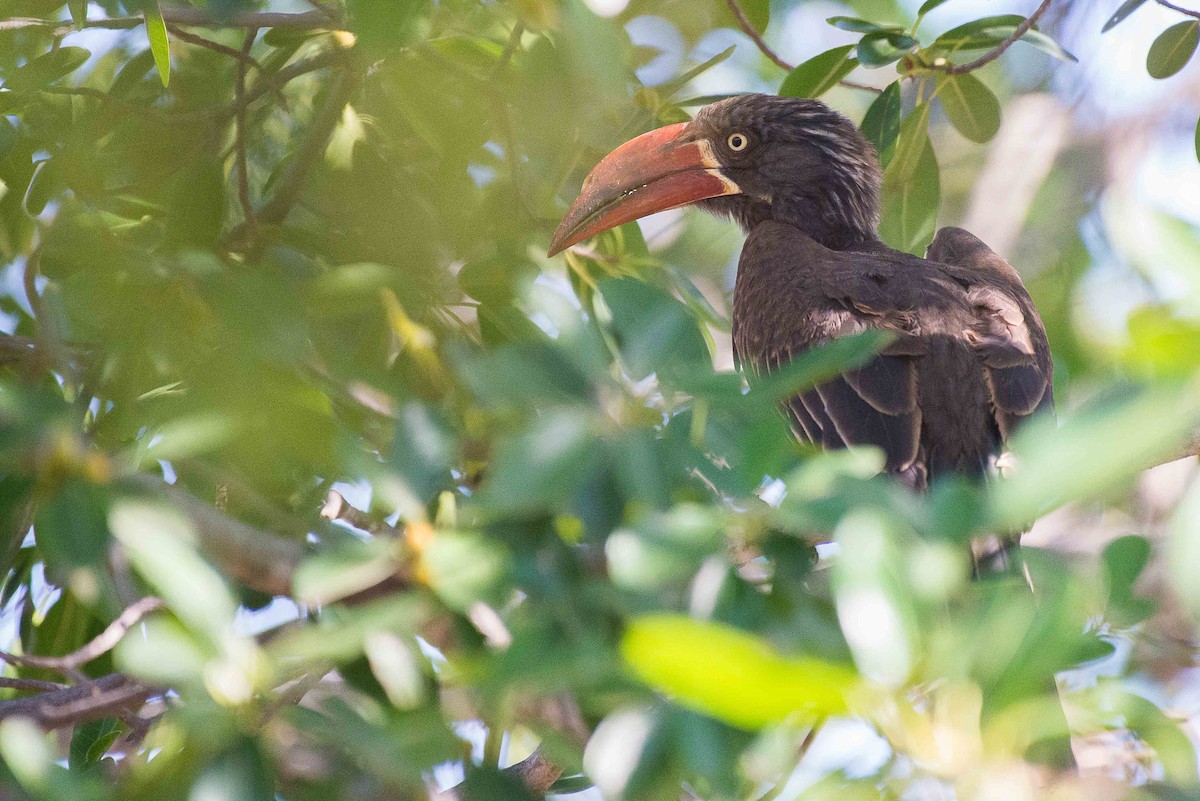 Crowned Hornbill - ML490821091