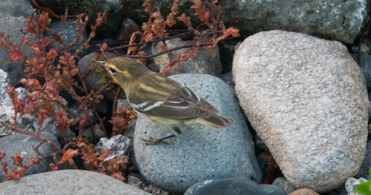 Blackburnian Warbler - Juan Carlos Luna Garcia