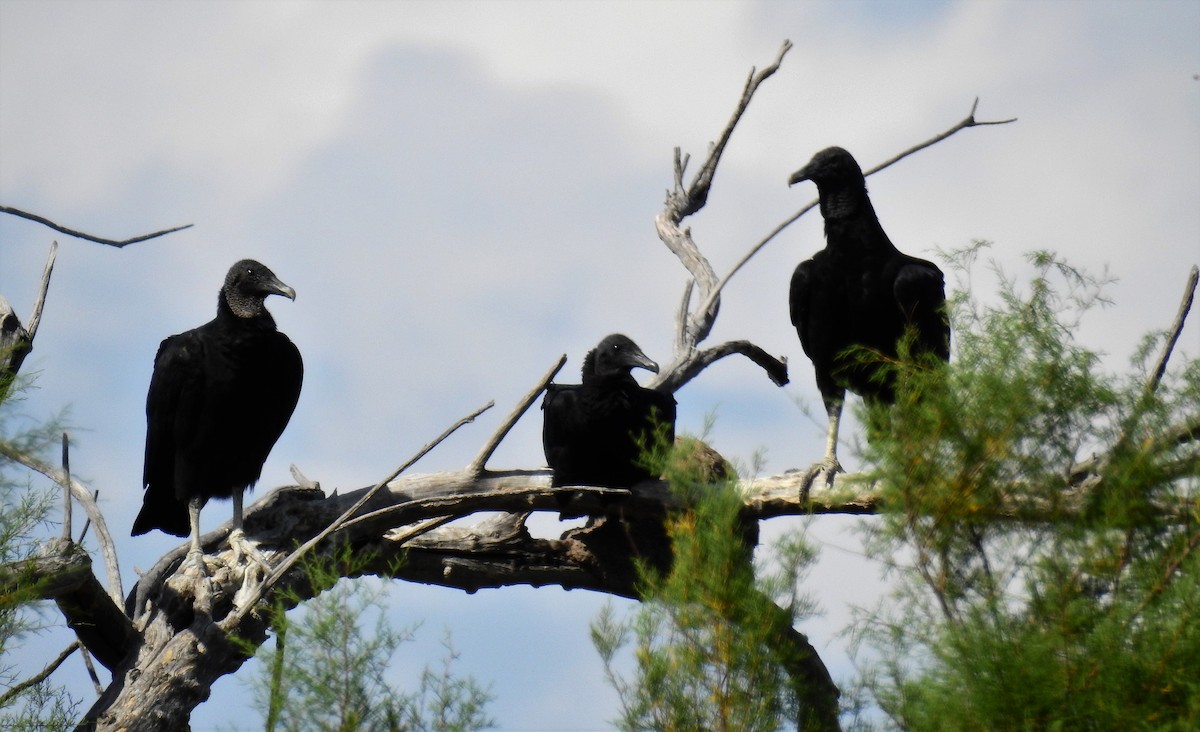 Black Vulture - ML49082181