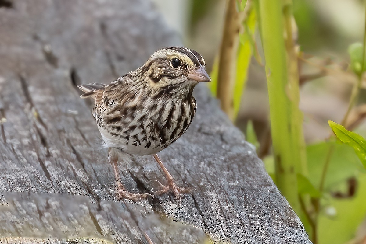 Savannah Sparrow - ML490821901