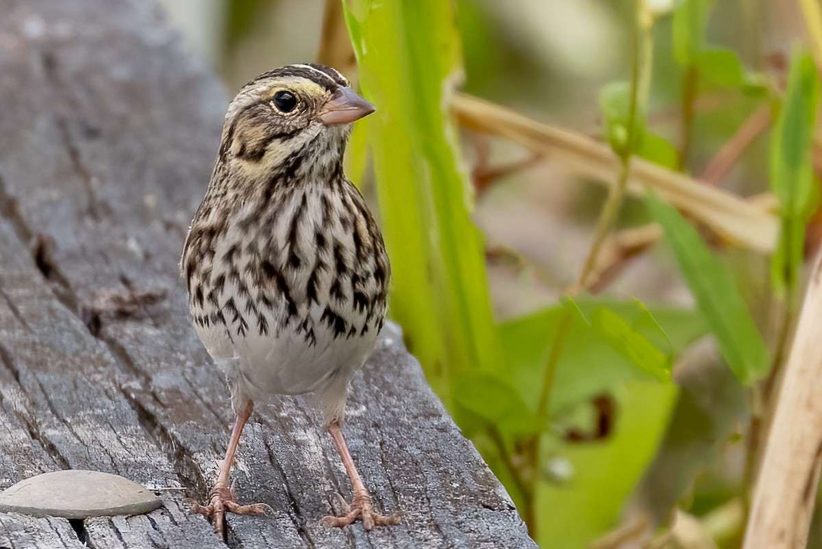 Savannah Sparrow - ML490821911